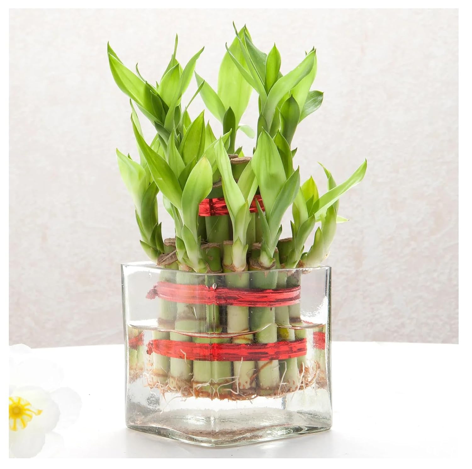 SPHINX Square Decorative Glass Vase for Flowers Live Plants Bamboo Money Plants Home Decor Office Living Room Table Decorations, Vases for Home Decor,Modern Glass Vase, Gift, VASE ONLY NO Flowers - - Image 2